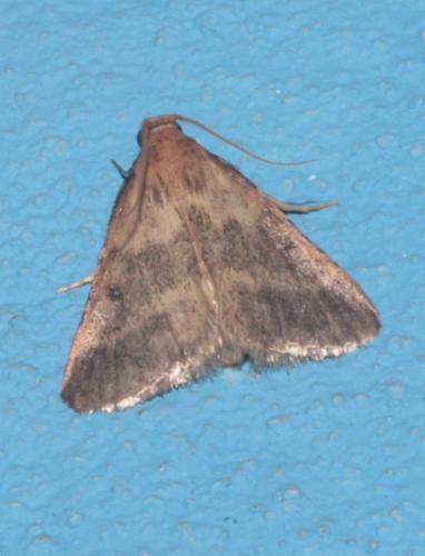Maradana fuscolimbalis